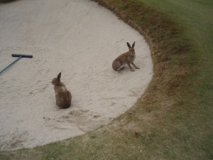 Klicken Sie hier, um das große Bild anzusehen: Royal Dublin Golf Club; Bildquelle: www.golf-treff.at